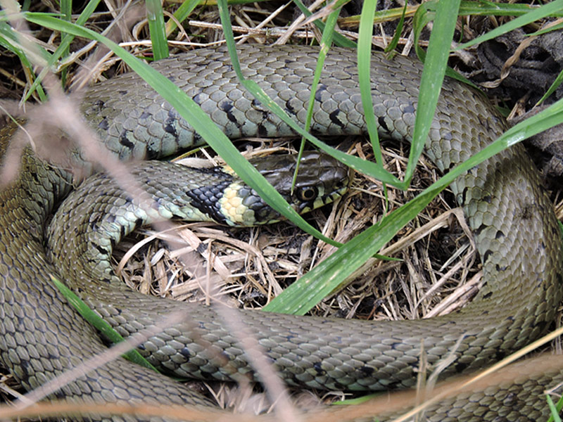 OtherWL-grass-snake-gse
