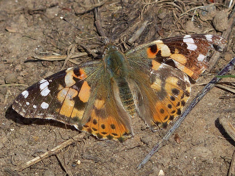 BFLY-painted-lady-lgl