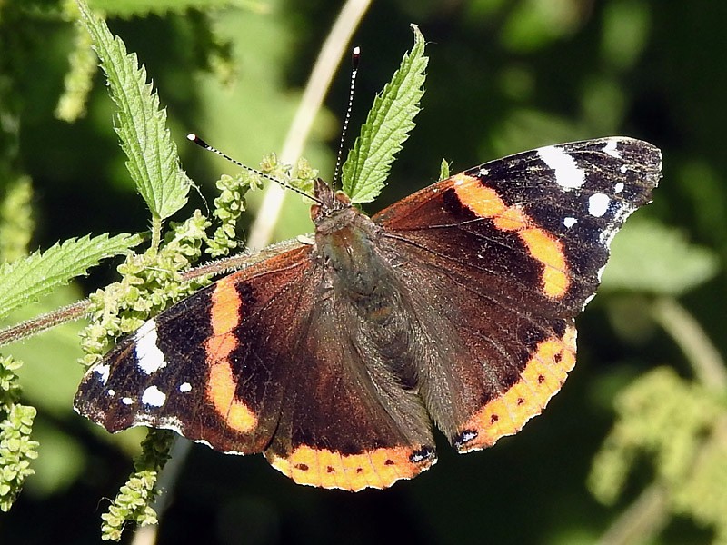 BFLY-red-admiral-lgl