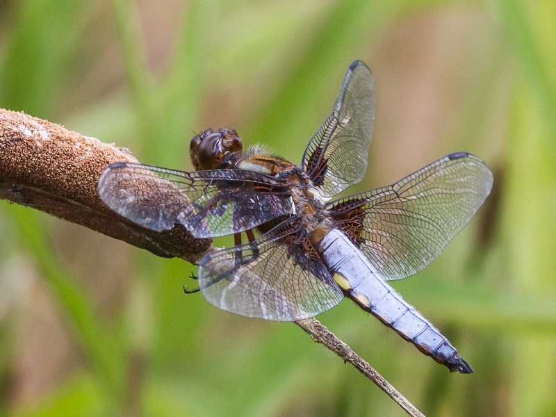 DFLY Broad-bodied Chaser m TJ