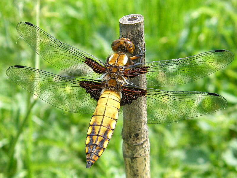 DFLY broad-bodied-chaser-lgl