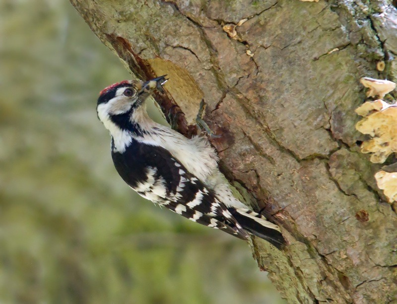 Lesser Spotted Woodpecker -May 2012 Tony Harden