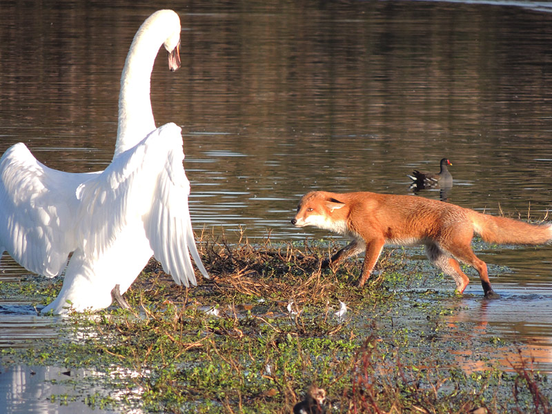 Mammals-fox-vs-swan-rm