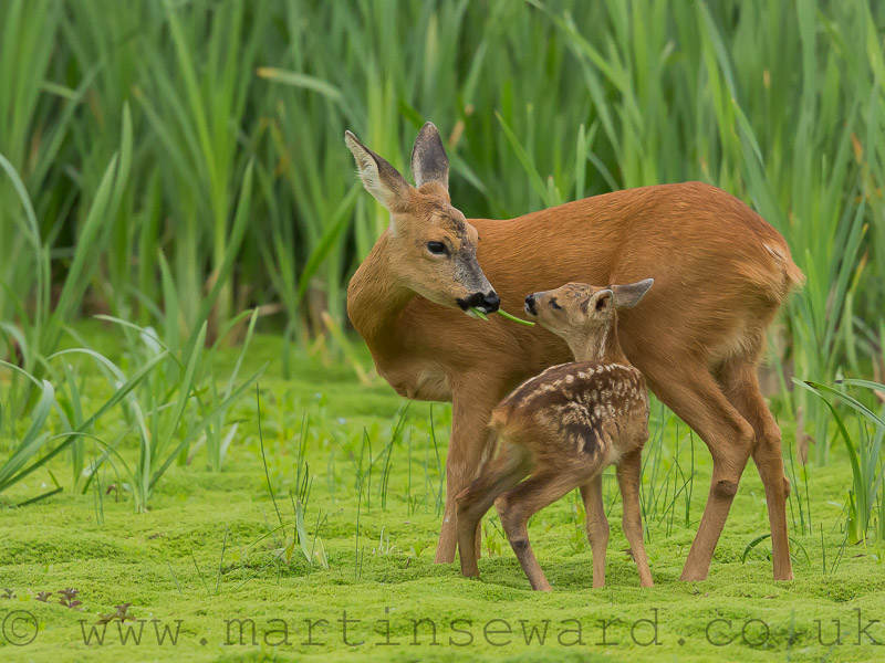Mammals-roe-deer-and-fawn-ms