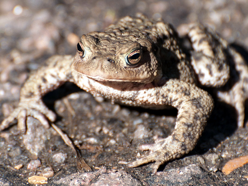 Other-WL-common-toad-te