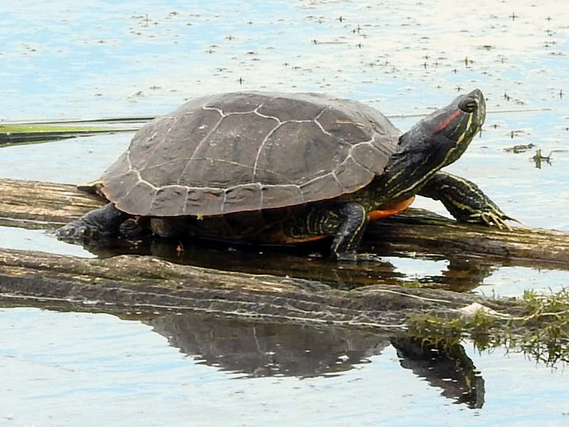 Other-Wl-red-eared-terrapin-lgl