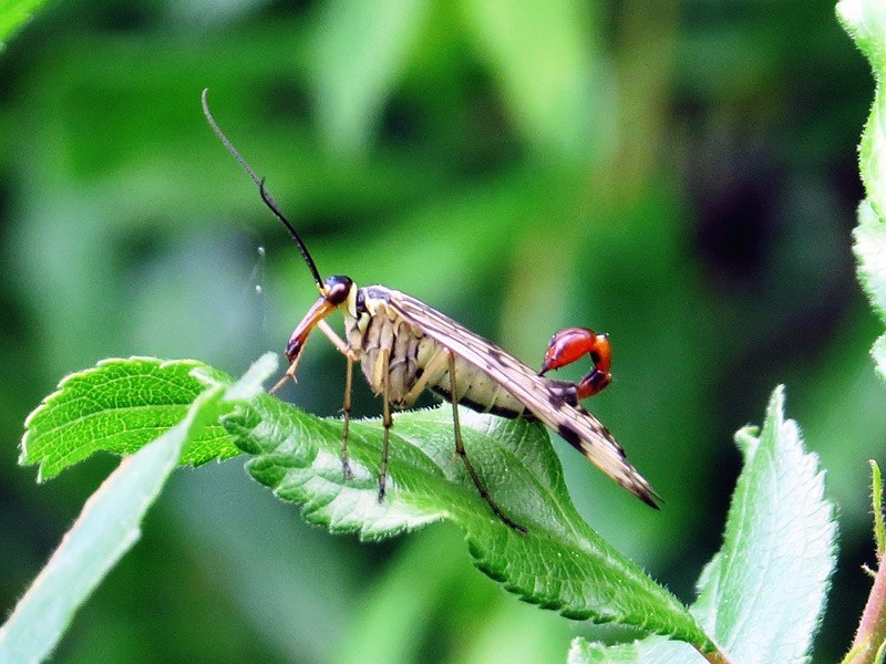 Other-WL-scorpion-fly-lgl