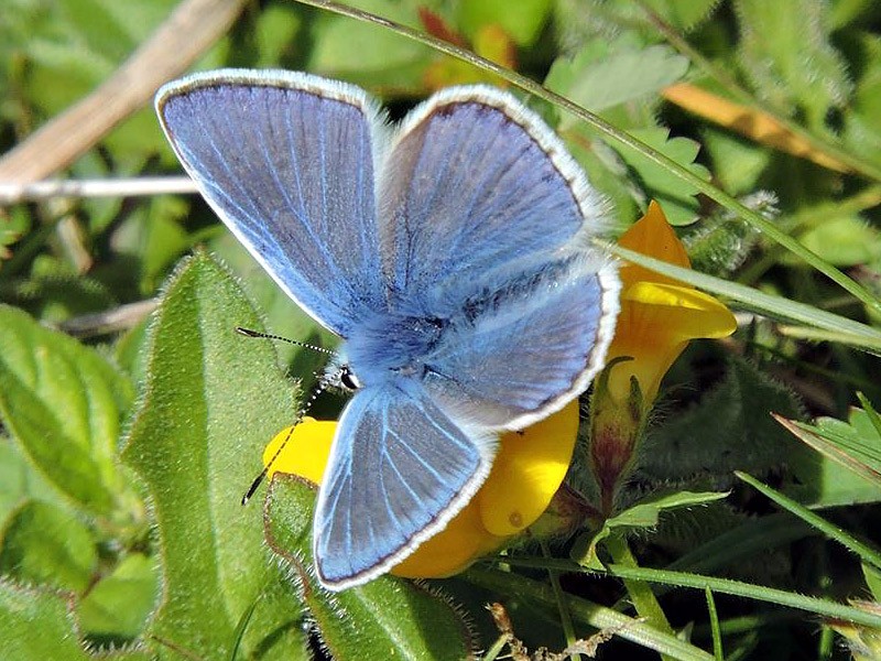BFLY-common-blue-m-ge