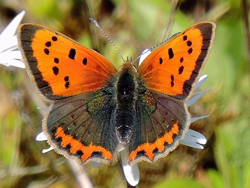 BFLY-small-copper-ge