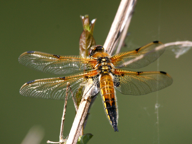 DFLY-4-spotted-chaser-ar