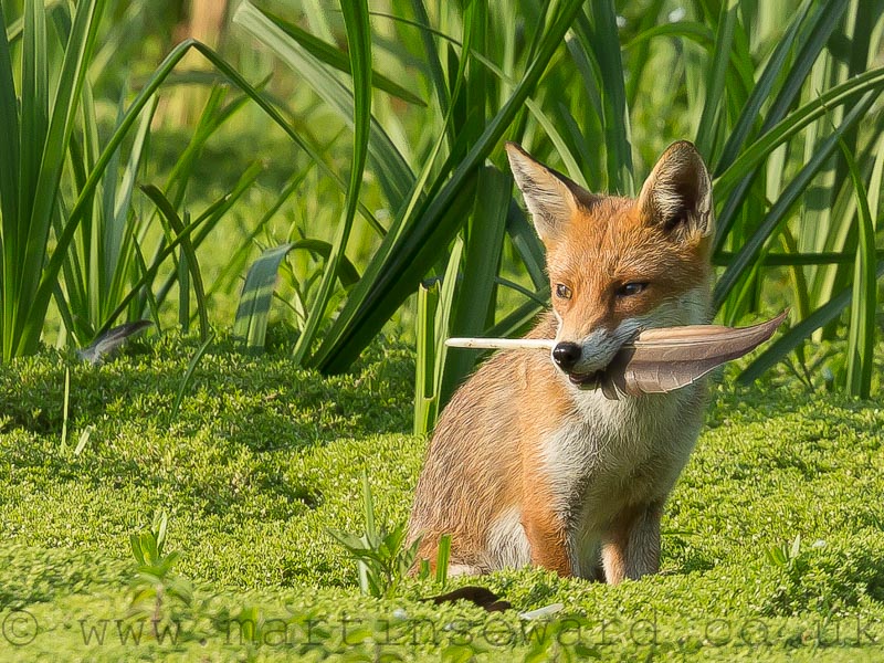 Mammals-fox-cub-ms