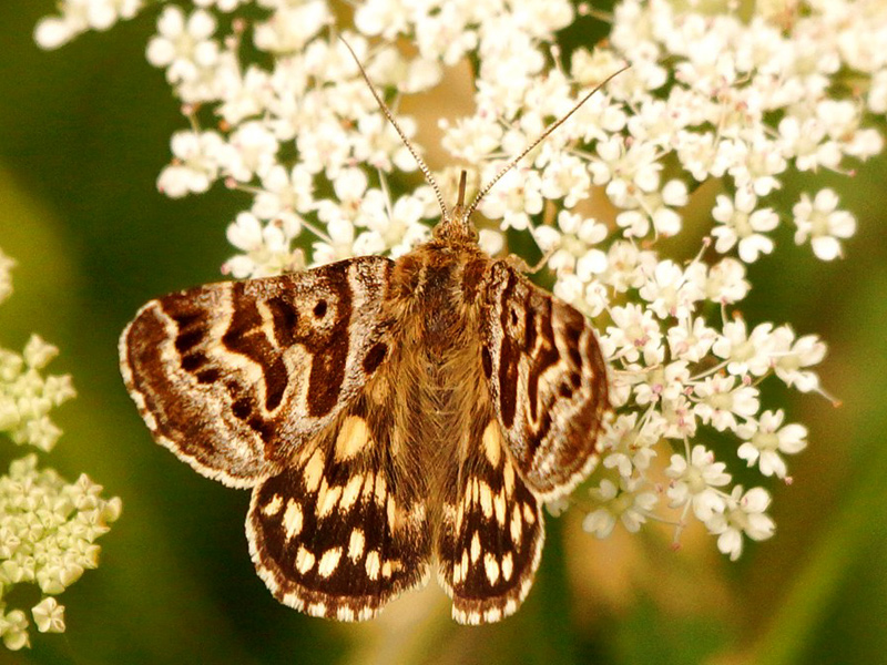 mother-shipton-moth1