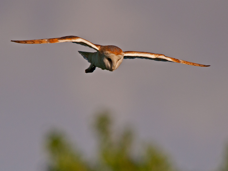 Birds-barn-owl-flight-mr