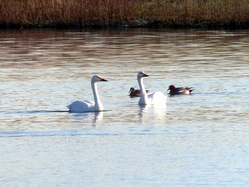 Birds-bewick-swans-fjc
