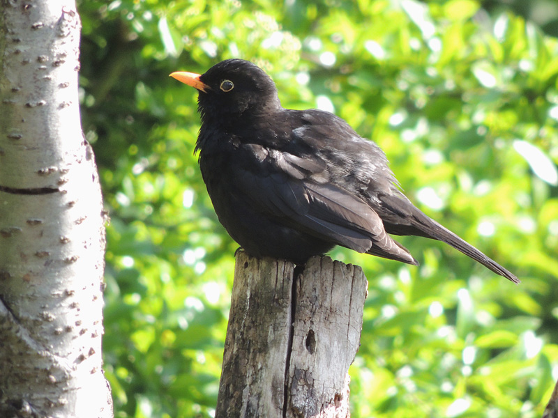 Birds-blackbird