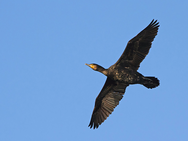 Birds-cormorant-th