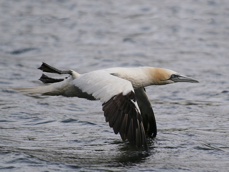 Birds-gannet-pj
