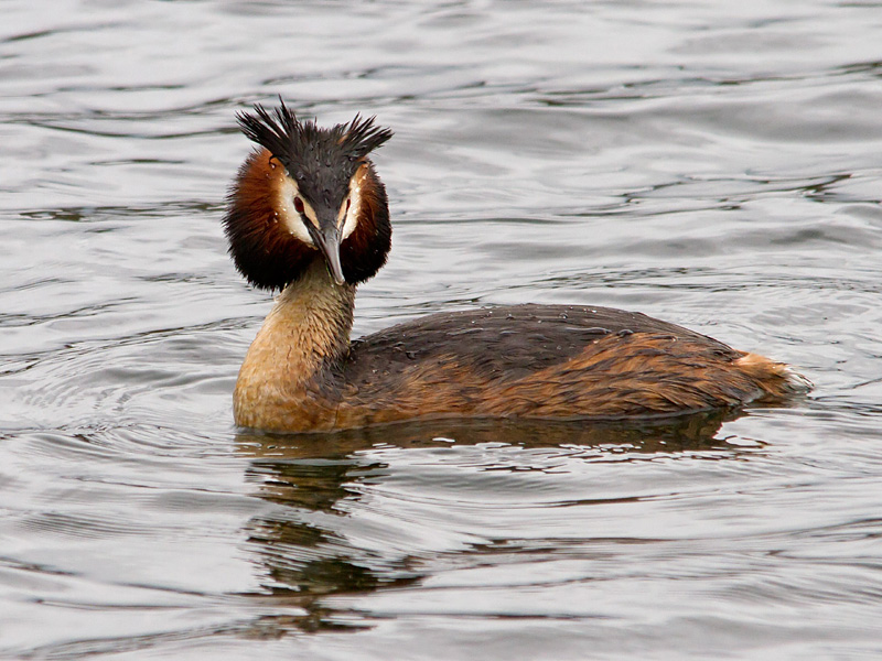 Birds-gt-crested-grebe-th