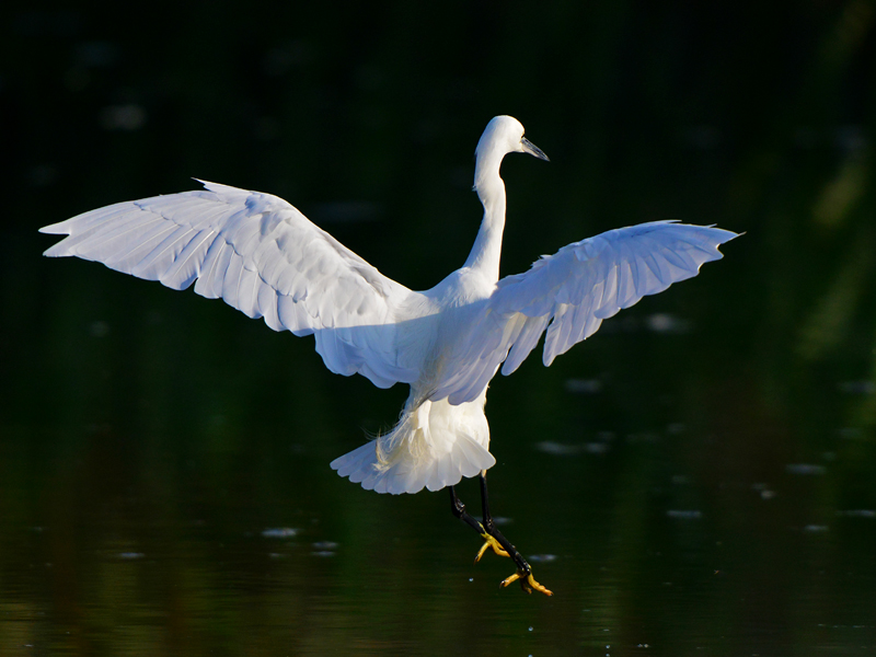Birds-little-egret-flight-mr