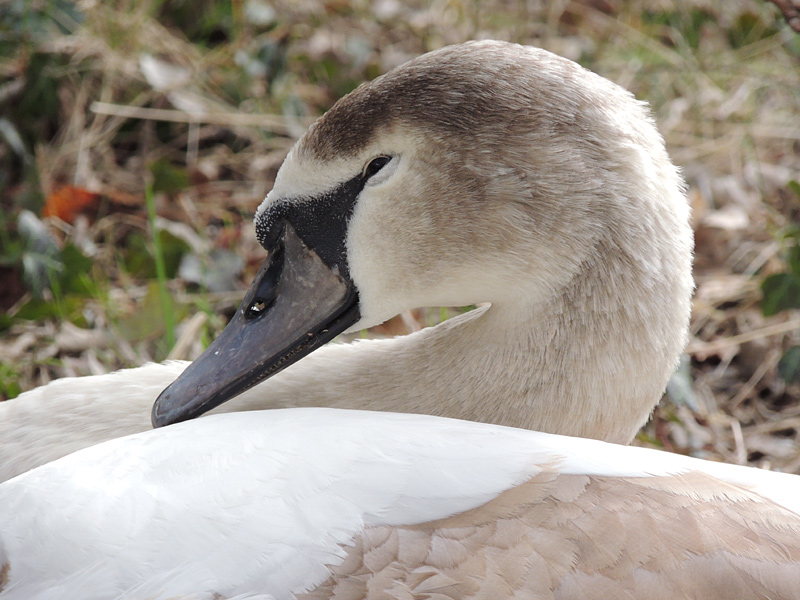 Birds-mute-swan