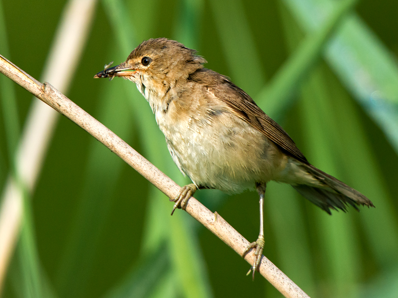Birds-reed-warbler-mr