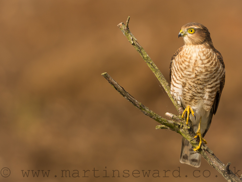 Birds-sparrowhawk-ms