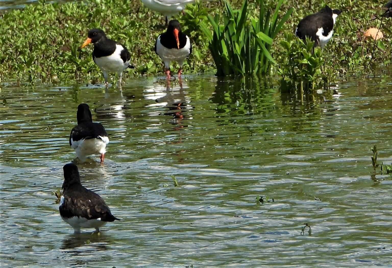 OystercatcherFamilyge Lavell's Wetland Trust